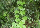 <i>Sicyos polyacanthus</i> Cogn. [Cucurbitaceae]