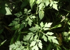 <i>Cyclanthera tenuisepala</i> Cogn. [Cucurbitaceae]