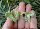 <i>Cyclanthera tenuisepala</i> Cogn. [Cucurbitaceae]