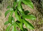 <i>Cayaponia palmata</i> Cogn. [Cucurbitaceae]