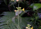 <i>Apodanthera laciniosa</i> (Schltdl.) Cogn. [Cucurbitaceae]