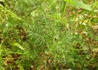 <i>Ipomoea quamoclit</i> L. [Convolvulaceae]