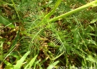 <i>Ipomoea quamoclit</i> L. [Convolvulaceae]