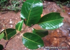 <i>Cariniana estrellensis</i> (Raddi) Kuntze  [Lecythidaceae]