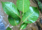 <i>Cariniana estrellensis</i> (Raddi) Kuntze  [Lecythidaceae]