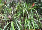 <i>Ananas bracteatus</i> (Lindl.) Schult. & Schult. f. [Bromeliaceae]