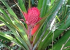 <i>Ananas bracteatus</i> (Lindl.) Schult. & Schult. f. [Bromeliaceae]