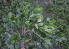 <i>Baccharis longiattenuata</i> A.S.Oliveira [Asteraceae]