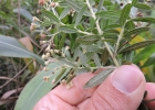<i>Baccharis calvescens</i> DC. [Asteraceae]