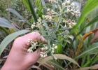 <i>Baccharis calvescens</i> DC. [Asteraceae]