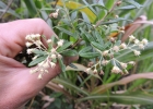 <i>Baccharis calvescens</i> DC. [Asteraceae]