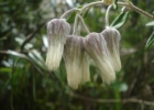 <i>Baccharis leucocephala</i> Dusén [Asteraceae]