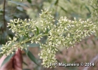 <i>Baccharis oblongifolia</i> (Ruiz & Pav.) Pers. [Asteraceae]