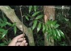 <i>Xylopia brasiliensis</i> Spreng. [Annonaceae]