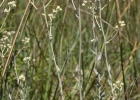 <i>Baccharis phylicifolia</i> DC. [Asteraceae]