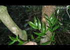 <i>Xylopia brasiliensis</i> Spreng. [Annonaceae]