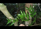 <i>Xylopia brasiliensis</i> Spreng. [Annonaceae]
