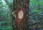 <i>Xylopia brasiliensis</i> Spreng. [Annonaceae]