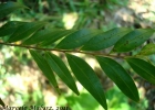 <i>Xylopia brasiliensis</i> Spreng. [Annonaceae]
