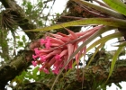 <i>Tillandsia geminiflora</i> Brogn. [Bromeliaceae]