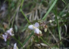 <i>Tripogandra diuretica</i> (Mart.) Handlos [Commelinaceae]