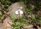 <i>Tripogandra diuretica</i> (Mart.) Handlos [Commelinaceae]