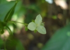 <i>Gibasis geniculata</i> (Jacq.) Rohweder [Commelinaceae]