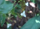<i>Gibasis geniculata</i> (Jacq.) Rohweder [Commelinaceae]