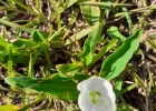 <i>Commelina platyphylla</i> Klotzsch ex Seub. [Commelinaceae]