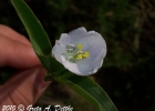 <i>Commelina platyphylla</i> Klotzsch ex Seub. [Commelinaceae]