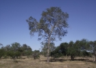 <i>Aspidosperma quebrachoblanco</i> Schltdl. [Apocynaceae]