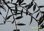 <i>Aspidosperma quebrachoblanco</i> Schltdl. [Apocynaceae]