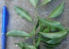 <i>Ocotea bicolor</i> Vattimo-Gil [Lauraceae]