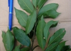 <i>Ocotea bicolor</i> Vattimo-Gil [Lauraceae]