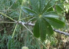 <i>Jacaratia spinosa</i> (Aubl.) DC. [Caricaceae]