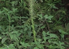 <i>Lobelia hassleri</i> Zahlbr. [Campanulaceae]