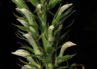 <i>Lobelia hassleri</i> Zahlbr. [Campanulaceae]