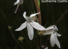 <i>Lobelia camporum</i> Pohl [Campanulaceae]