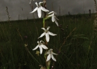 <i>Lobelia camporum</i> Pohl [Campanulaceae]