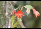 <i>Hatiora gaertneri</i> (Regel) Barthlott [Cactaceae]