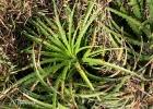 <i>Dyckia encholirioides</i> (Gaudich.) Mez [Bromeliaceae]