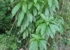 <i>Rauvolfia sellowii</i> Müll.Arg. [Apocynaceae]