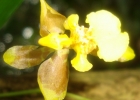 <i>Gomesa longipes</i> (Lindl. & Paxt.) M.W.Chase & N.H.Williams [Orchidaceae]