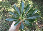 <i>Rauvolfia sellowii</i> Müll.Arg. [Apocynaceae]