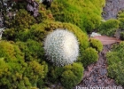 <i>Parodia haselbergii subsp. graessneri</i> (K. Schum.) Hofacker & P.J. Braun [Cactaceae]