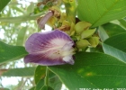 <i>Clitoria fairchildiana</i> R.A. Howard [Fabaceae]