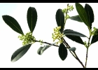 <i>Ilex dumosa</i> Reissek [Aquifoliaceae]