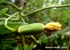 <i>Jacaratia spinosa</i> (Aubl.) DC. [Caricaceae]