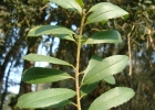 <i>Ilex dumosa</i> Reissek [Aquifoliaceae]