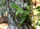 <i>Epidendrum campaccii</i> Hágsater & L. Sánchez S. [Orchidaceae]